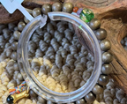 Aged Golden Nanmu Wood Bracelet - Style JSNM0162 - alternate angle
